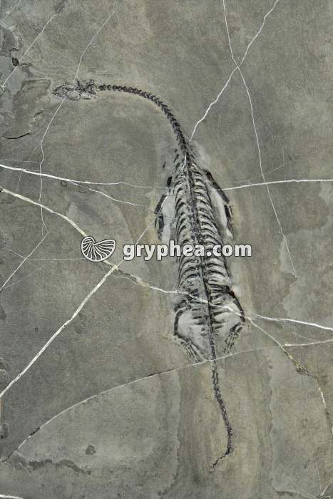 Keichousaurus hui - Squelette fossilisé (origine : Chine) - gryphea.org